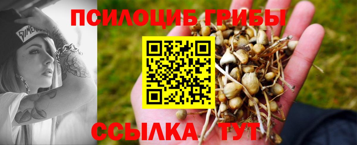Королёв  Псилоцибиновые грибы Psilocybe  Вход с VPN 